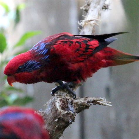 Blue-streaked Lory