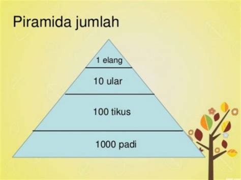 3 Jenis Piramida Ekologi: Piramida Jumlah, Biomassa, & Energi