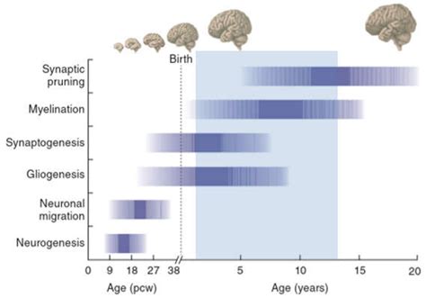 IJMS | Free Full-Text | Childhood-Onset Schizophrenia: Insights from ...