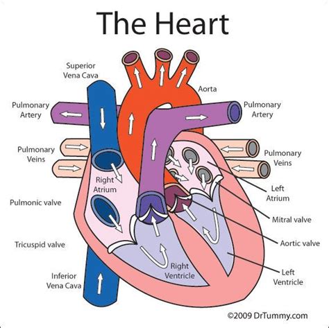 human heart diagram labeled for kids | Heart diagram, Human heart ...