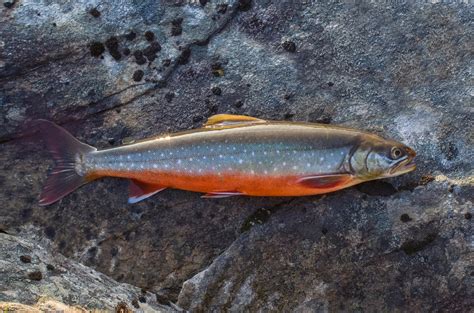 Arctic Char vs Salmon: A Complete Guide - Fishmasters.com