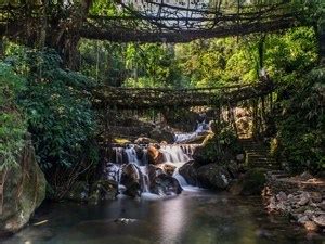 Nongriat Double Decker Living Root Bridge, Cherrapunji - Timings ...