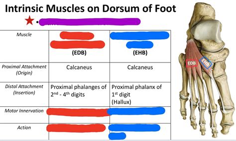 Intrinsic Muscles of Dorsal Foot Diagram | Quizlet