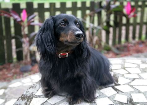 Long Haired Dachshund Care Guide: Colors, Temperament And More… | Perfect Dog Breeds