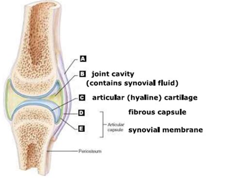 Name the structure of the Synovial Joint labeled "A":