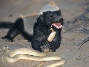 A Honey Badger eating a cobra - Honey Badger Photo (38506715) - Fanpop