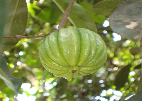 What Is Garcinia Cambogia?