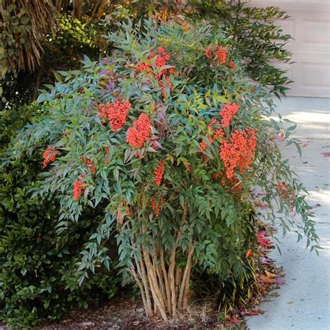 14 Nandina Plant Varieties | Heavenly Bamboo Varieties • India Gardening