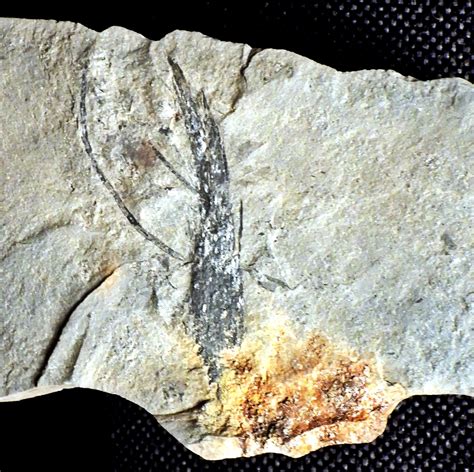 Early Jurassic plant material for identification - Fossil ID - The Fossil Forum