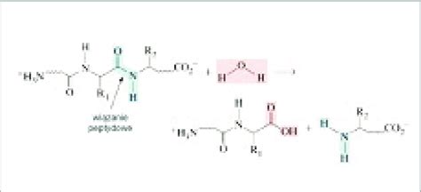 Peptide bonds hydrolysis | Download Scientific Diagram