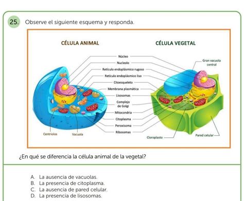 rastro coser Soberano cuales son las diferencias entre la celula animal y vegetal Ardilla Es una ...