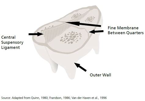 Cow Udder Diagram