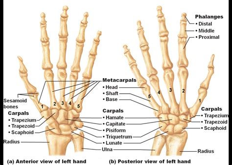 Image result for bones of the hand | Hand bone, Human anatomy and physiology, Anatomy bones