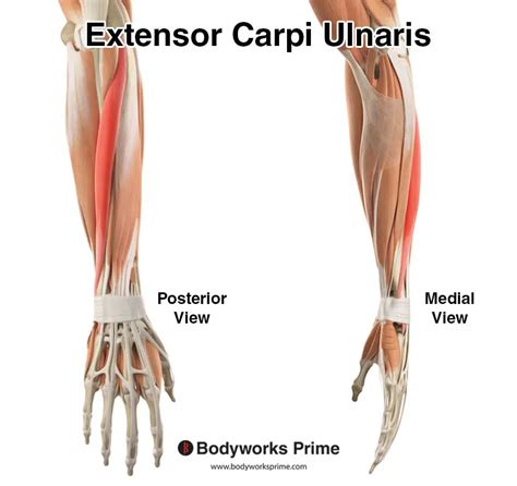 Extensor Carpi Ulnaris Muscle Anatomy - Bodyworks Prime