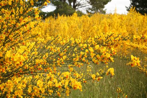 California - Weeds and Invasives Program | Bureau of Land Management