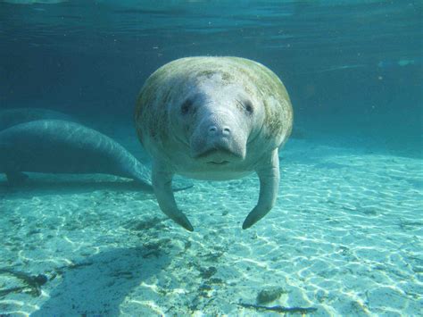 15 Cool Facts About Manatees