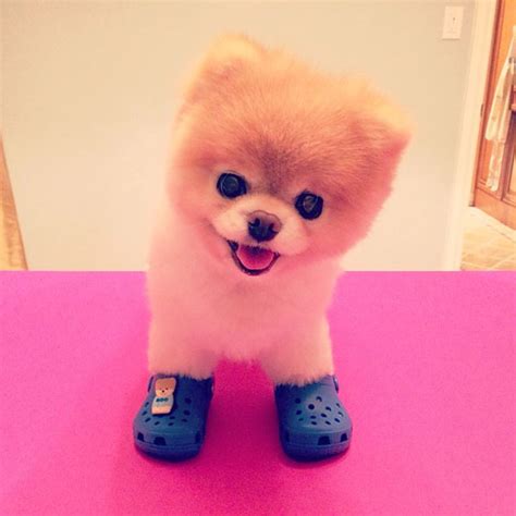 Get to Know the Pomeranian: The World's Cutest Puffball – Dogster