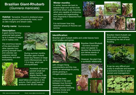 Brazilian Giant-Rhubarb - Gunnera manicata - Invasive Species Control