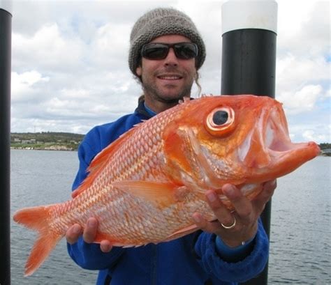 Coffin Bay Fishing Alive and well - Australian Coastal Safaris