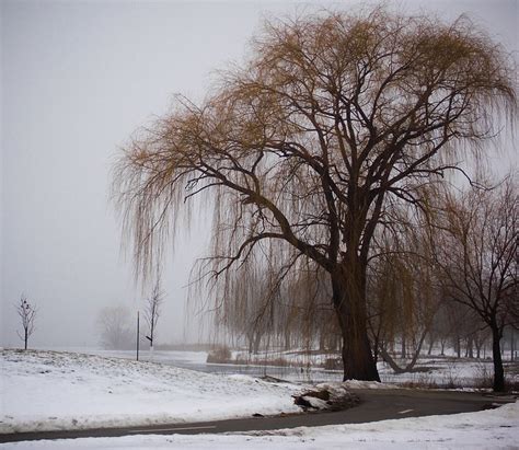 Winter Willow | Flickr - Photo Sharing!