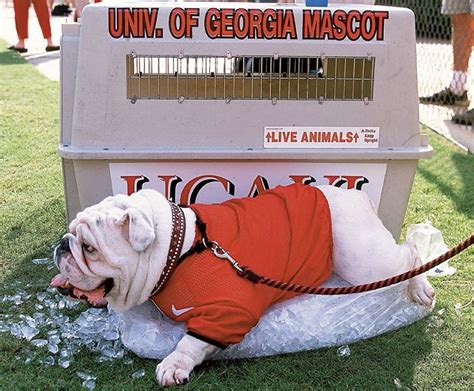 History of uga the mascot – Artofit