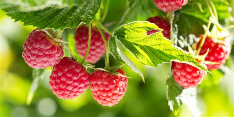 Growing Raspberries - How To Plant & Maintain This Tasty Perennial Crop