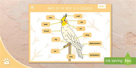 Parts of the Body of a Cockatiel - Display Poster - Twinkl