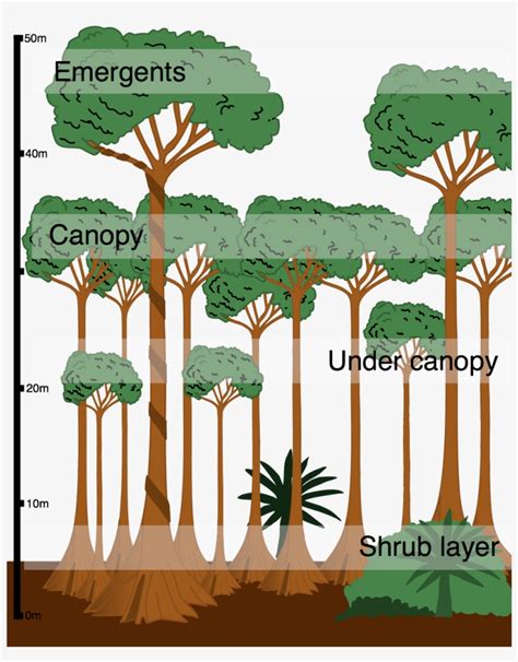 Layers In The Tropical Rainforest - Cross Section Of A Tropical ...