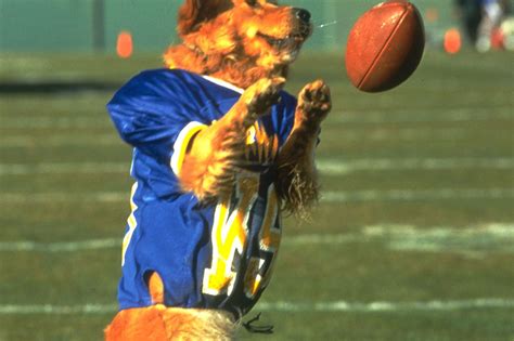 Dog Football! Which Breeds Are Best Suited For The Gridiron? - SBNation ...