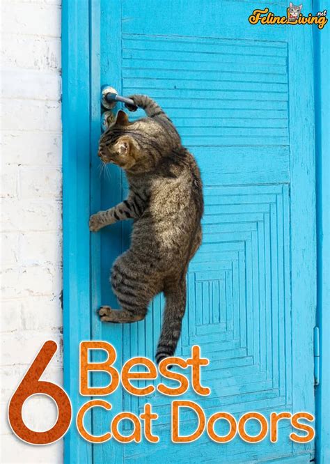 The Best Cat Doors Reviews And Buyer’s Guide (October 2024)