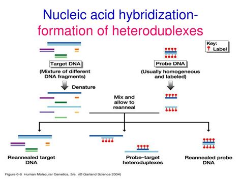 Nucleic Acid Hybridization