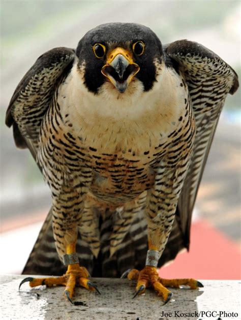 Idaho State Raptor | Peregrine Falcon