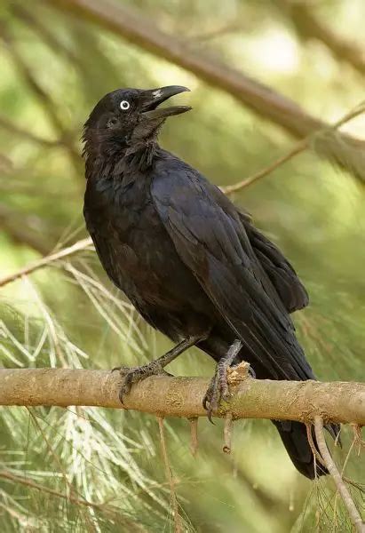 Australian Raven - Facts, Diet, Habitat & Pictures on Animalia.bio