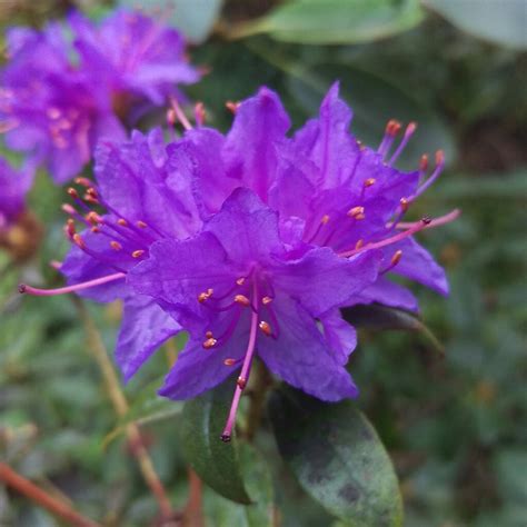 Rhododendron (Rhododendron Varieties), Rhododendron - uploaded by ...