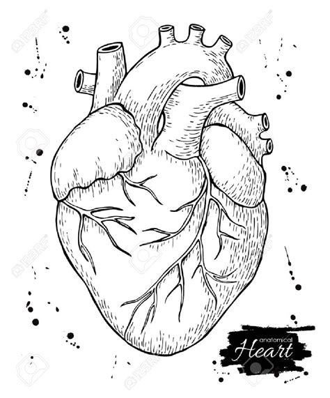 Anatomical Drawing Heart at GetDrawings | Free download