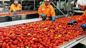 India Tomato Processing Market Size, Share, Growth Rate, Trends and Forecast 2023-2028 - Super ...