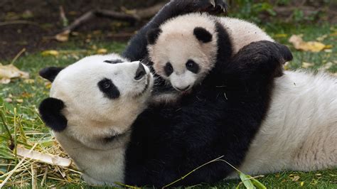 Imagenes Hilandy: Fondo de Pantalla Animales Osos panda en familia