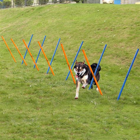 Dog Agility Sports Outdoor Training Poles Dogs Activity Agility Weave Slalom 12 Pole Set ...