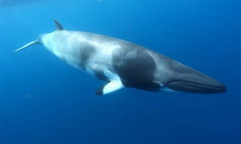 Swimming with Dwarf Minke Whales | Great Barrier Reef