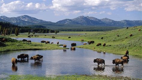 🔥 Download Bison S Background Image Yellowstone Park Windows by ...