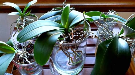 Converting your orchids to water culture. What to expect the first ...