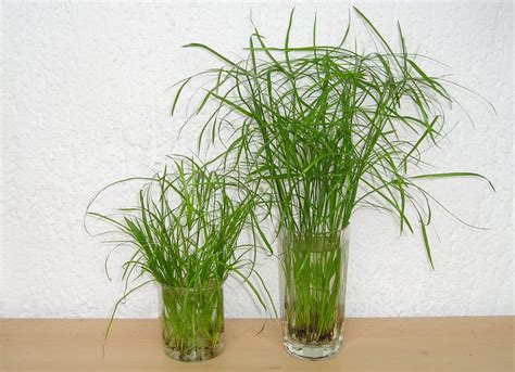 Cyperus alternifolius (Umbrella Grass, Umbrella Palm, Umbrella Plant ...