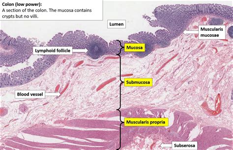 Colon – Normal Histology – NUS Pathweb :: NUS Pathweb