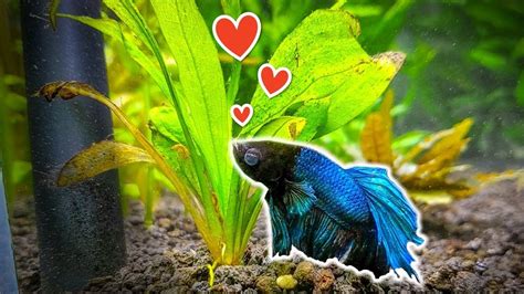 7 Popular Plants for Betta Fish You Need to Try - YouTube Betta Fish Types, Betta Fish Care ...