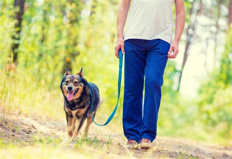 Whether around the block or at a preserve, walking your dog is a win-win | Forest Preserve ...