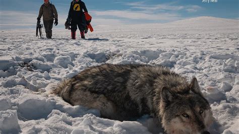 Judge rules Colorado wolf reintroduction can continue