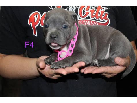 Adorable American pocket bully's puppies for rehoming Stockton - Puppies for Sale Near Me