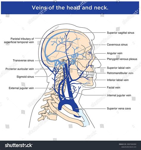 Head veins 10,998 รายการ ภาพ ภาพสต็อกและเวกเตอร์ | Shutterstock