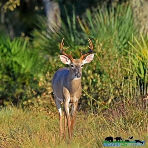 White-tailed Deer | Imagine Our Florida, Inc