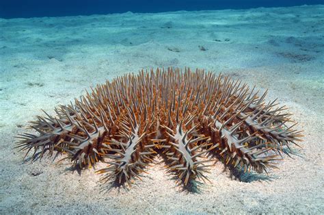 Crown-of-Thorns Starfish Facts